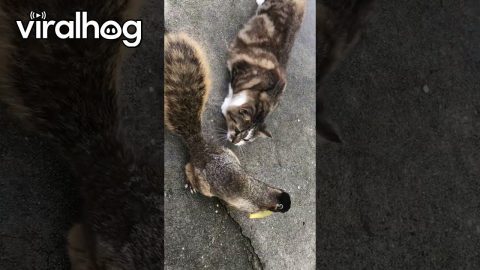 Squirrel and Cat Are Friends || ViralHog
