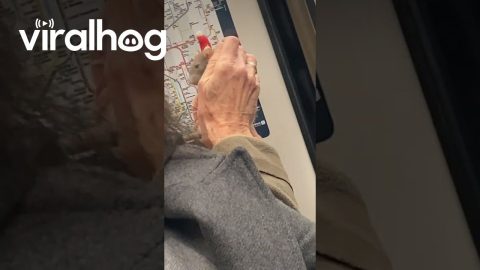 Man Takes Pet Rat on Public Transit || ViralHog