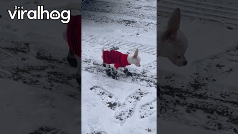 Chihuahua Takes His Snow Boots For a Test Run || ViralHog