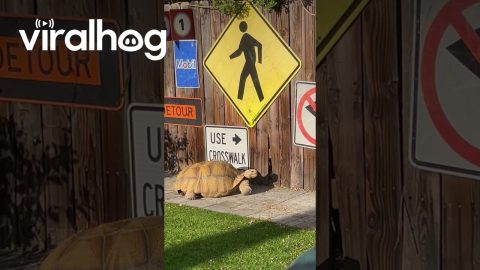 Smart Tortoise Reads Sign || ViralHog