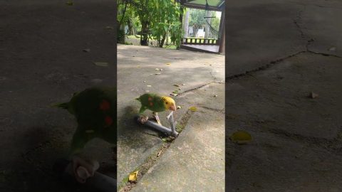 Bird Rides Little Scooter For Seeds || ViralHog