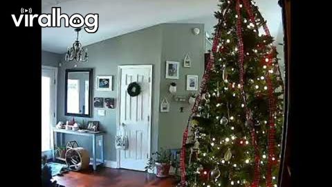 Clever Dachshund Is a Christmas Cookie Thief || ViralHog