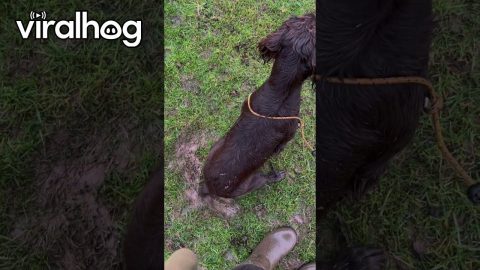 Wagging Tail Makes Mud Angels || ViralHog