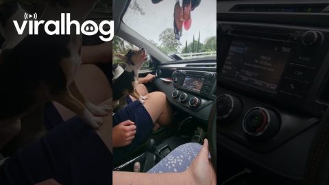 Chihuahua Doesn't Like Windshield Wipers || ViralHog