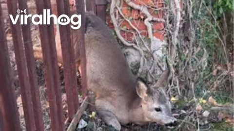 Rescuing a Deer Stuck in a Fence || ViralHog