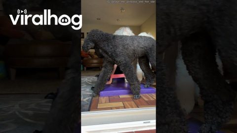 Star the Poodle Interrupts Mom's Workout || ViralHog
