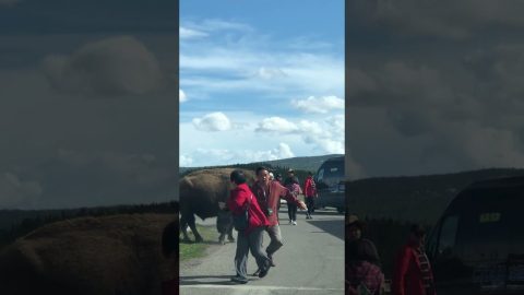 Bison Charges Tourists in Yellowstone National Park || ViralHog