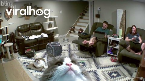 Cat Greets Security Camera || ViralHog