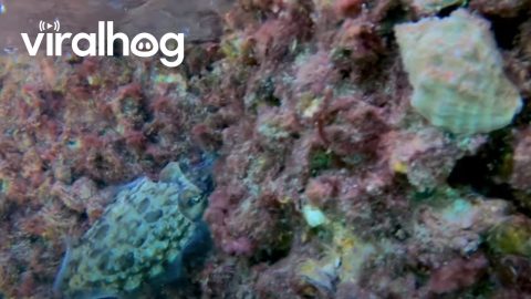 Young Cuttlefish Hunts For Dinner || ViralHog