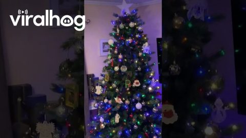 Walter the Cat's First Christmas || ViralHog