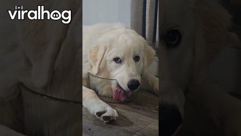 Dog Wants Every Last Drop || ViralHog