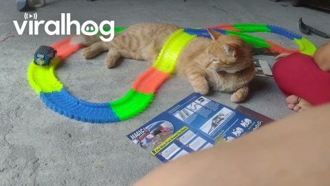 Kitty Becomes Obstacle on Toy Car Track || ViralHog