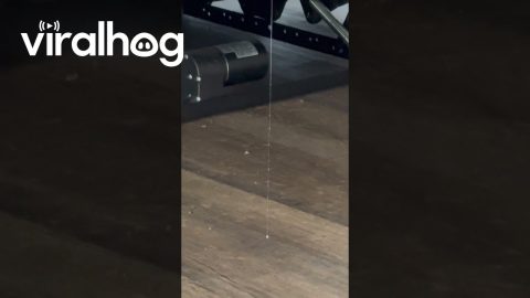 Drool Dangles From Sleeping Hound's Mouth || ViralHog
