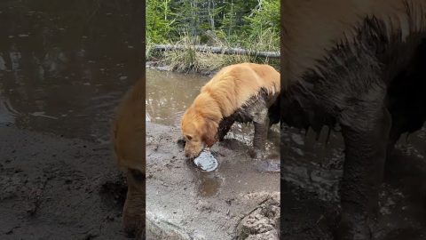 Golden Retriever Takes a Mud Bath || ViralHog