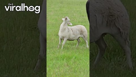Sheep Seems a Little Too Relaxed || ViralHog