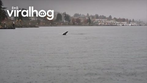Sea Lions Put on a Show for Crab Fishers || ViralHog