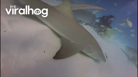 Tiger Shark Bites Camera || ViralHog