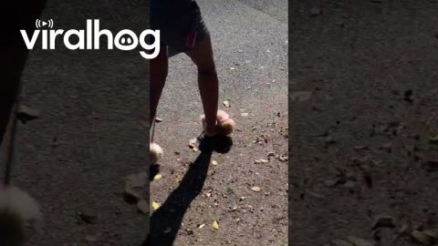 Leash Training My Kitten Gone Wrong || ViralHog