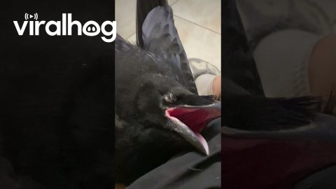 Sweet Sleeping Raven || ViralHog