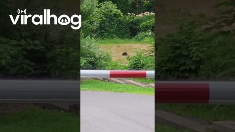 Black Bear Family Plays in Gatlinburg Field || ViralHog
