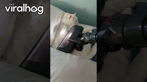 Husband Finds A Solution To The Cat Hair Problem || ViralHog
