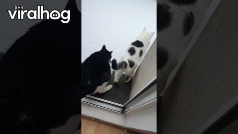 Kitties Experience Snow For The First Time || ViralHog