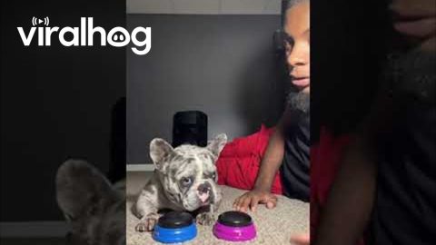 Crémes the French Bulldog Answers the Tough Questions || ViralHog