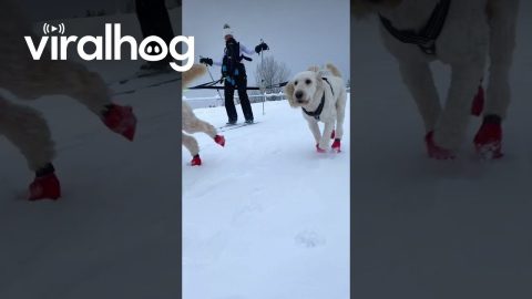 Dogs Take Woman Skiing || ViralHog