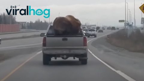 Taxidermy Musk Ox Catches a Ride in a Pickup Truck || ViralHog