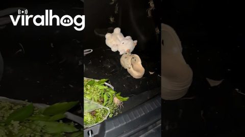 A Clawful Conundrum: Escaped Crabs Take Over Car Trunk || ViralHog