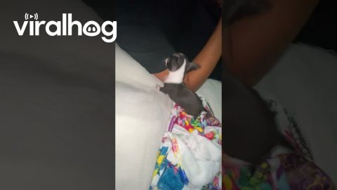 Tiny Dog Barks At Owner || ViralHog