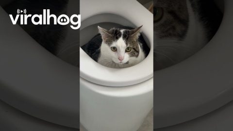 Cat Hides in the Toilet || ViralHog