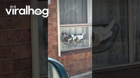 Car Horn Disturbs Cat's Nap || ViralHog