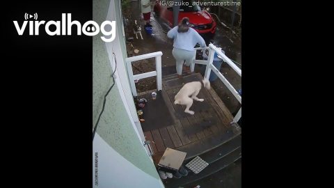 Excited Dog Pushes Woman Down the Stairs || ViralHog