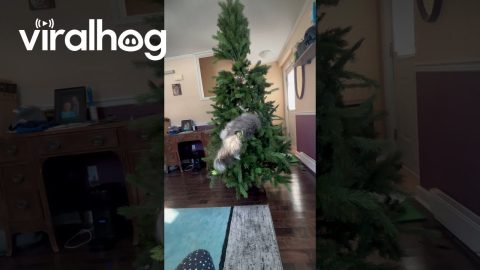 Grey Squirrel Cat Climbs Artificial Tree || ViralHog