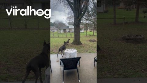 Squirrel Patrol Struggles || ViralHog