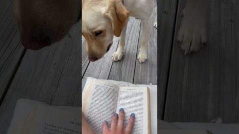 Persistent Labrador Wants to Play Fetch || ViralHog