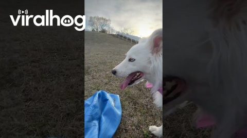 Bucking Border Collie || ViralHog