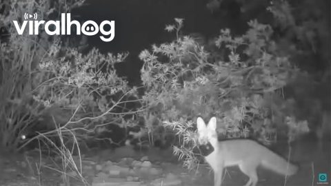 Fox Runs Off With Cameras || ViralHog