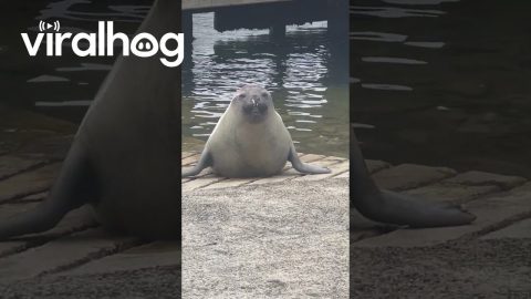 Neil The Seal Waddles Into Naptime || ViralHog
