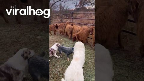 Working Dogs Load Cattle Onto Trailer || ViralHog