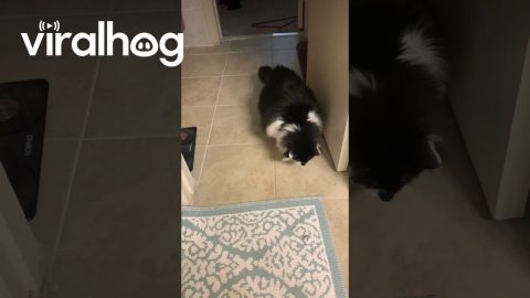 Tiny Chonky Hops || ViralHog