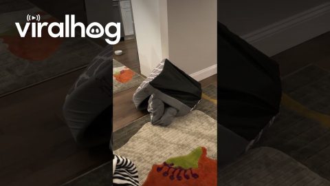 Magic Word Brings Puppies to Bed || ViralHog