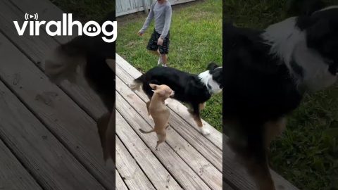 Disabled Dogs Play With Energetic Puppy || ViralHog