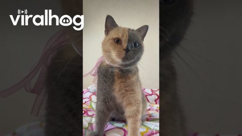 Chimera Kitty With a Two-Toned Face || ViralHog