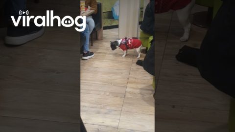 The Tragedy Of A Dog's Temptation || ViralHog