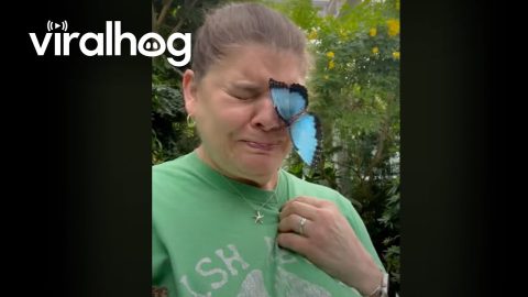 Butterfly Lands on Woman's Face || ViralHog