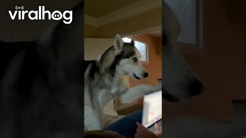 Husky Enforces Strict No Working Rule || ViralHog
