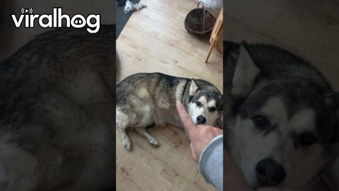This Dog Comes Equipped With Bluetooth for Wireless Scritches || ViralHog