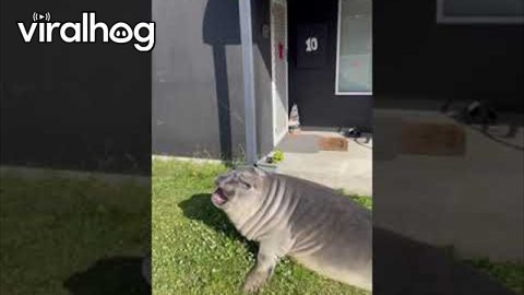 Neil the Seal Visits Town || ViralHog